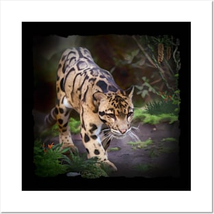 Asian Clouded Leopard Posters and Art